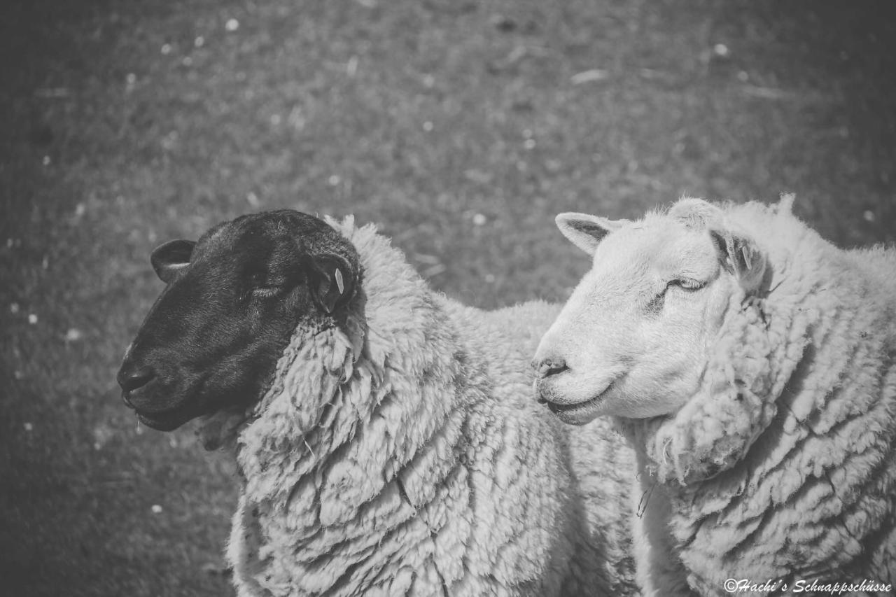 Ferienwohnungen Hachenberger Langenhorn Dış mekan fotoğraf